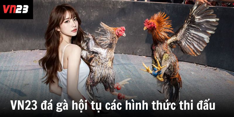 VN23 đá gà hội tụ các hình thức thi đấu